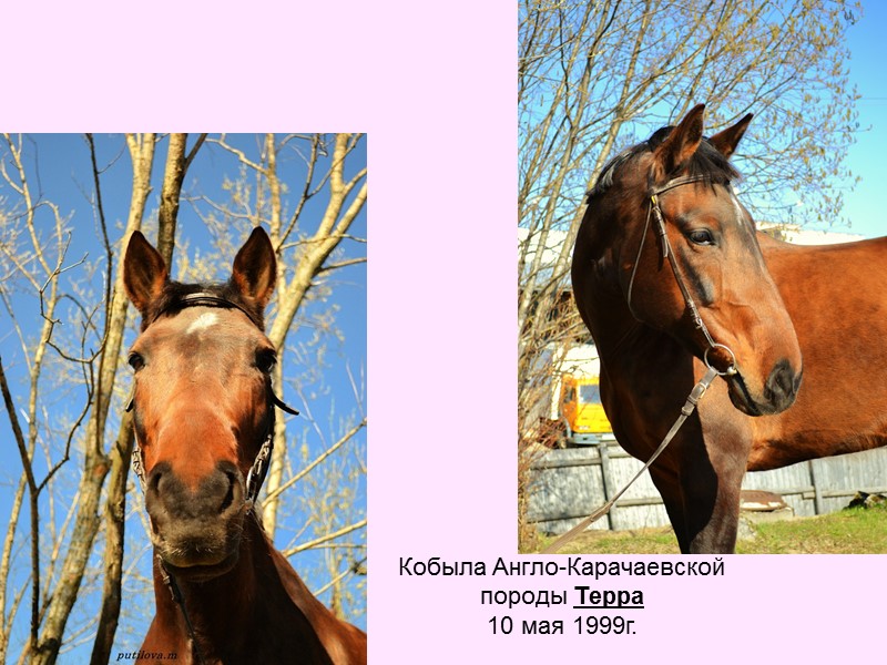 Кобыла Англо-Карачаевской  породы Терра 10 мая 1999г.